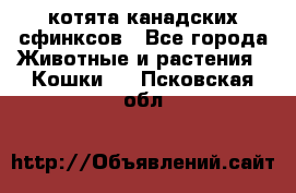 котята канадских сфинксов - Все города Животные и растения » Кошки   . Псковская обл.